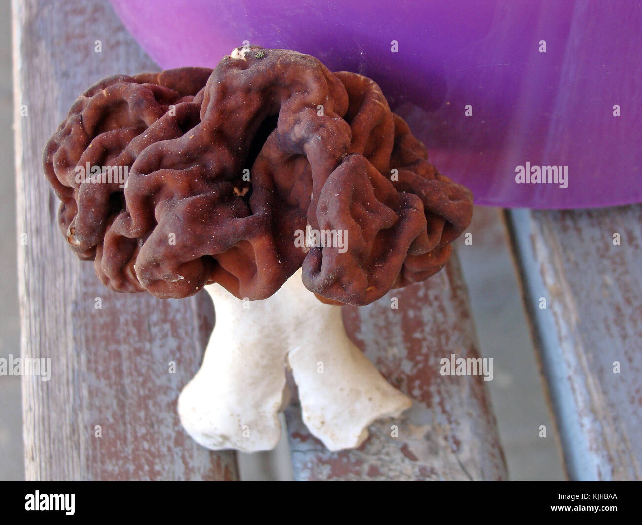 Champignon comestible morel avec corps brun avec une surface alvéolé les spores de roulement Banque D'Images