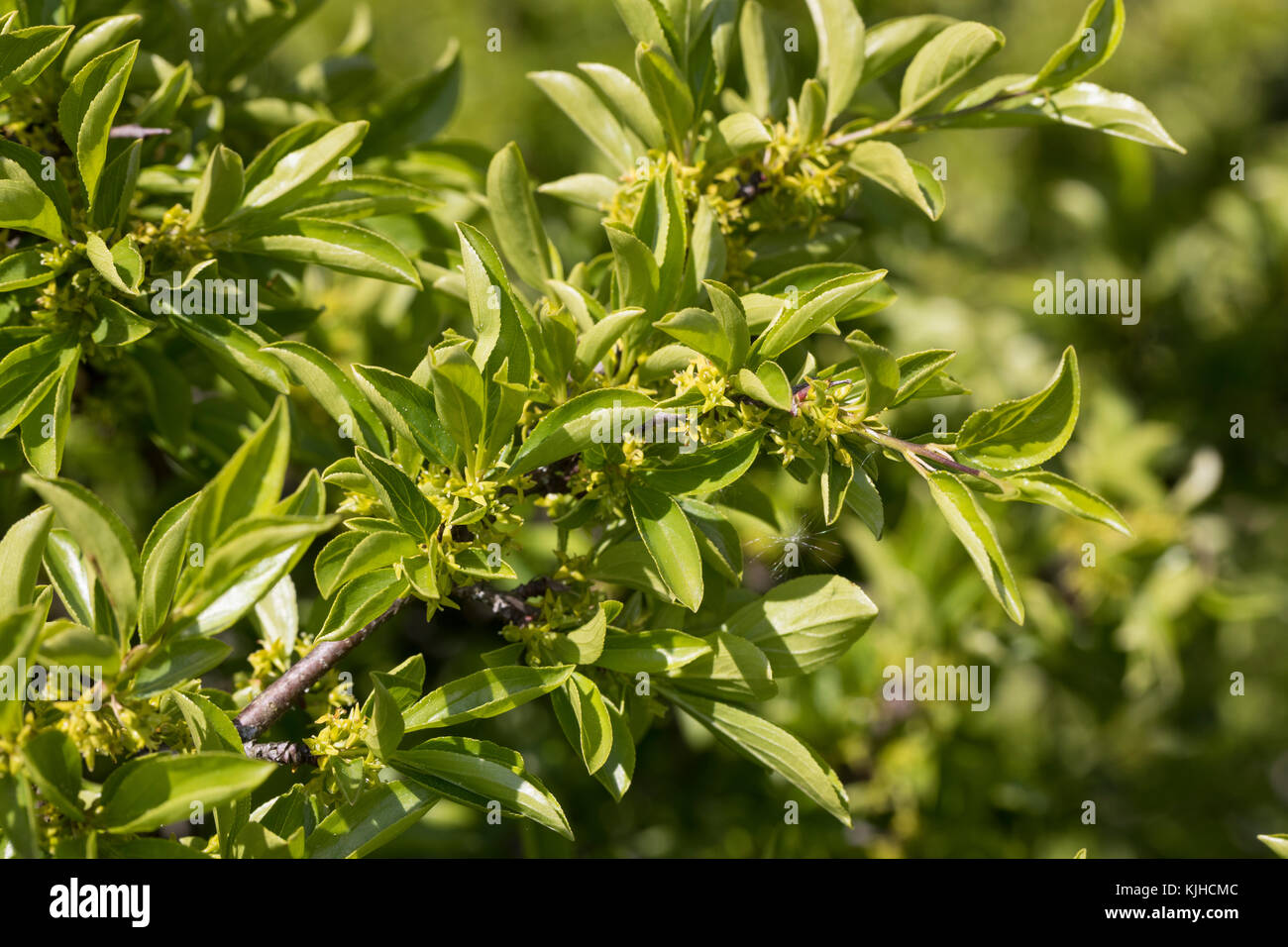 Felsen-Kreuzdorn, Felsenkreuzdorn, Rhamnus saxatilis, Rhamnus infectoriaAvignon Berry, Argousier, le Nerprun des rochers Banque D'Images