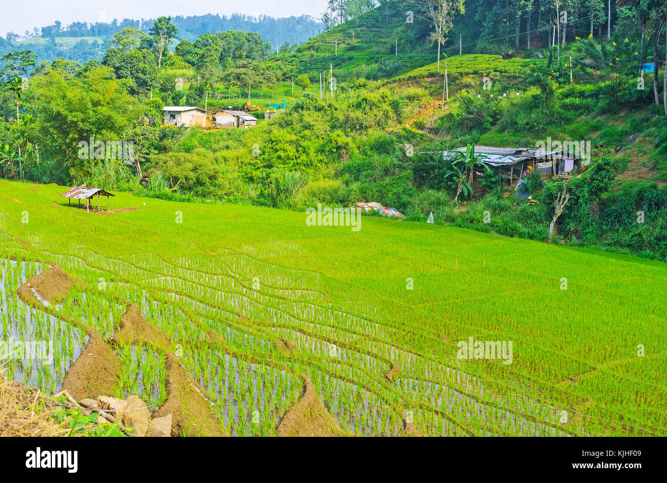 Le village pittoresque de maisons anciennes sur la colline verte et terrasse rizière au premier plan, ketawala, Sri Lanka. Banque D'Images