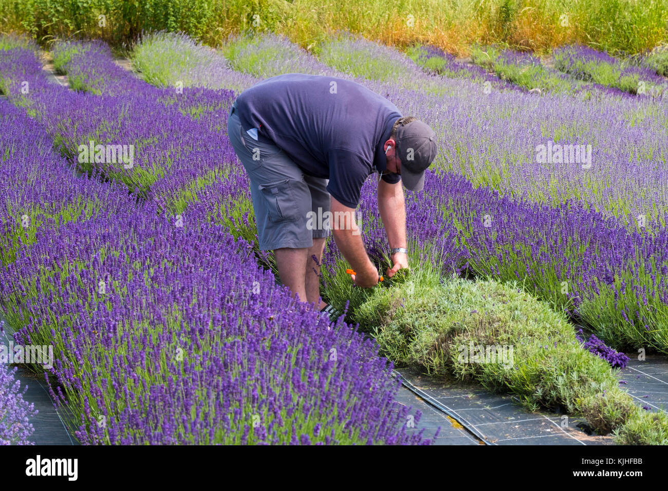 Un travailleur à une lavande coupe Shropshire Lavender Farm, England, UK Banque D'Images