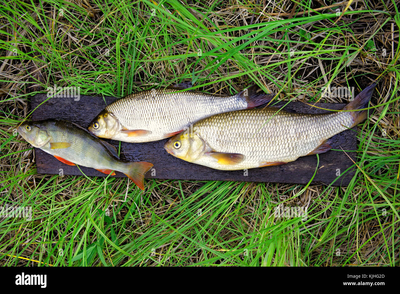 Les poissons d'eau douce - perchaude et ide sont sur le conseil dans l'herbe humide Banque D'Images
