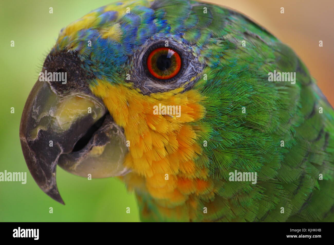 À AILES oranges (amazona amazonica) Banque D'Images