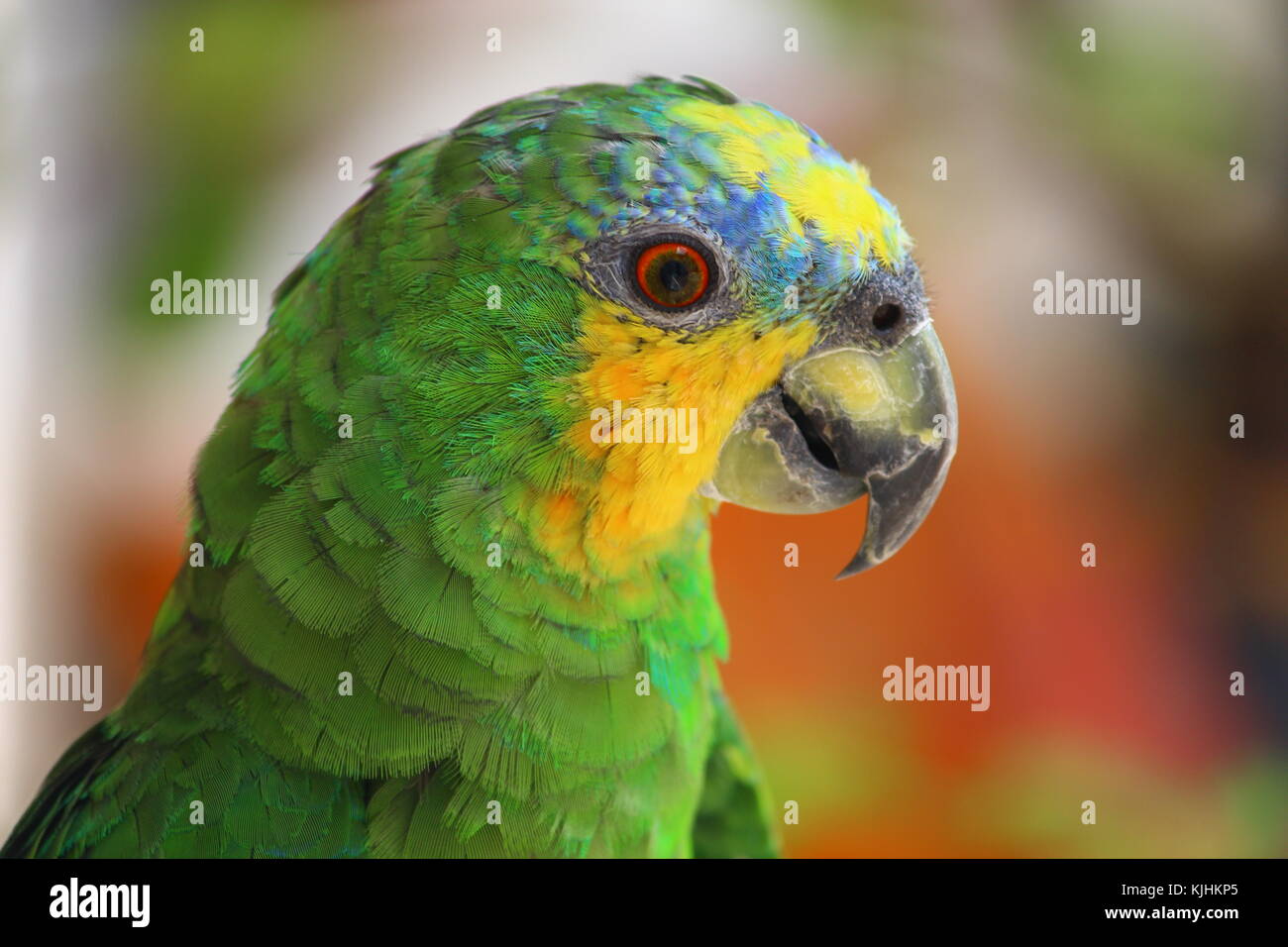 À AILES oranges (amazona amazonica) Banque D'Images