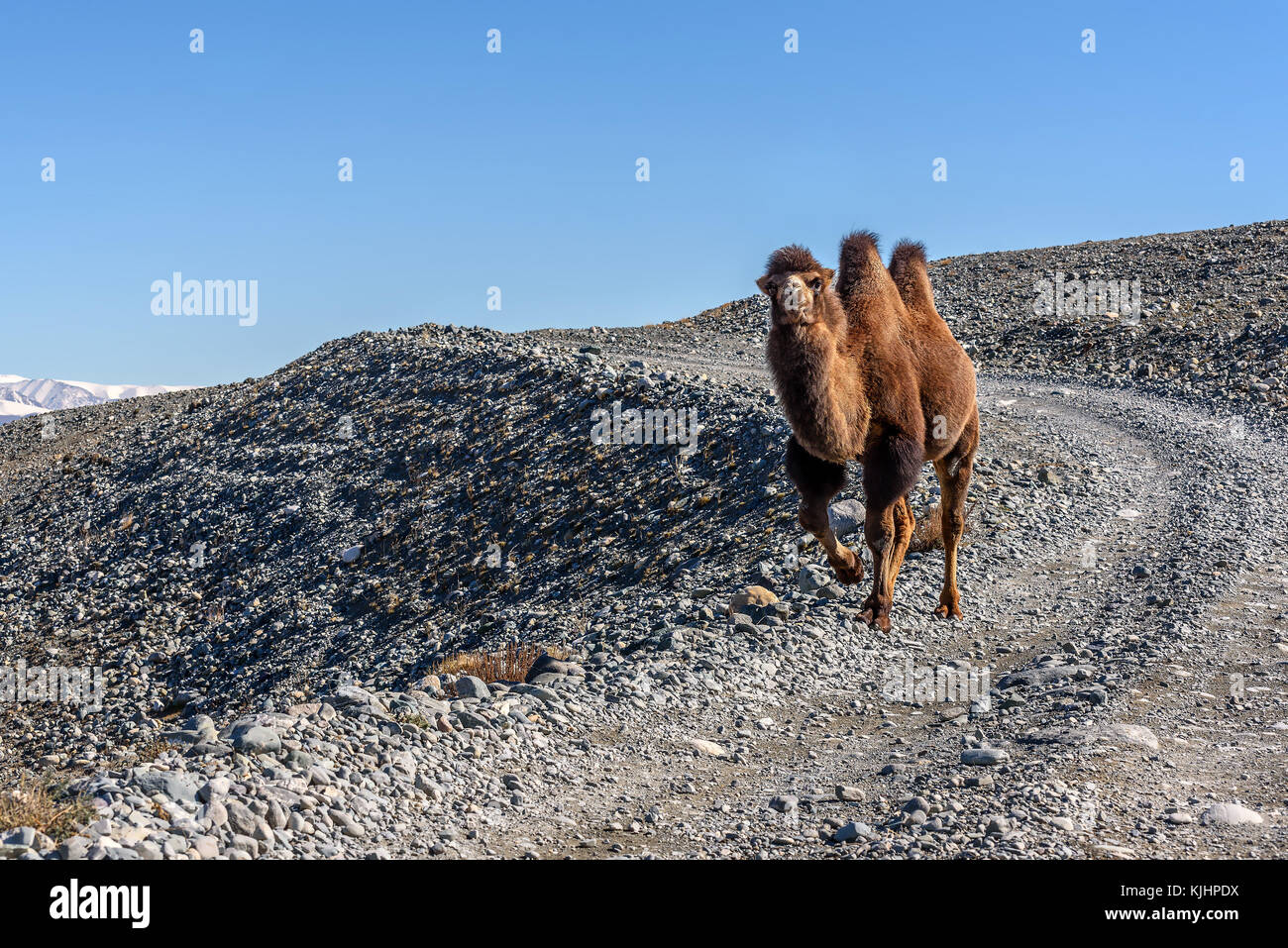 Un beau brun camel promenades le long de la route de gravier dans les montagnes en automne Banque D'Images