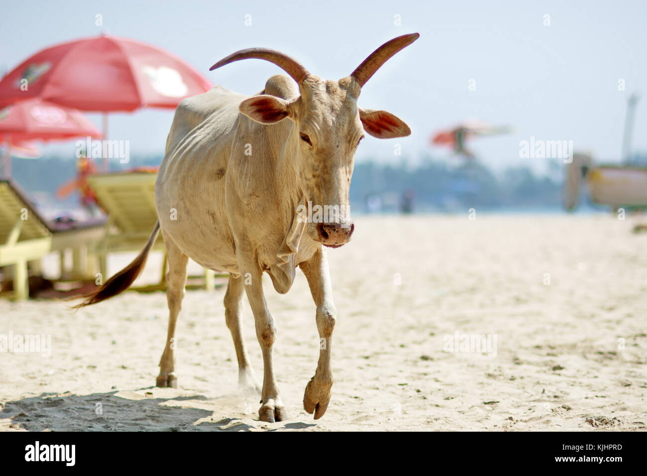 Plages de Goa, Inde, plage de Palolem lieux à visiter les vaches sur la plage la vache sacrée Banque D'Images