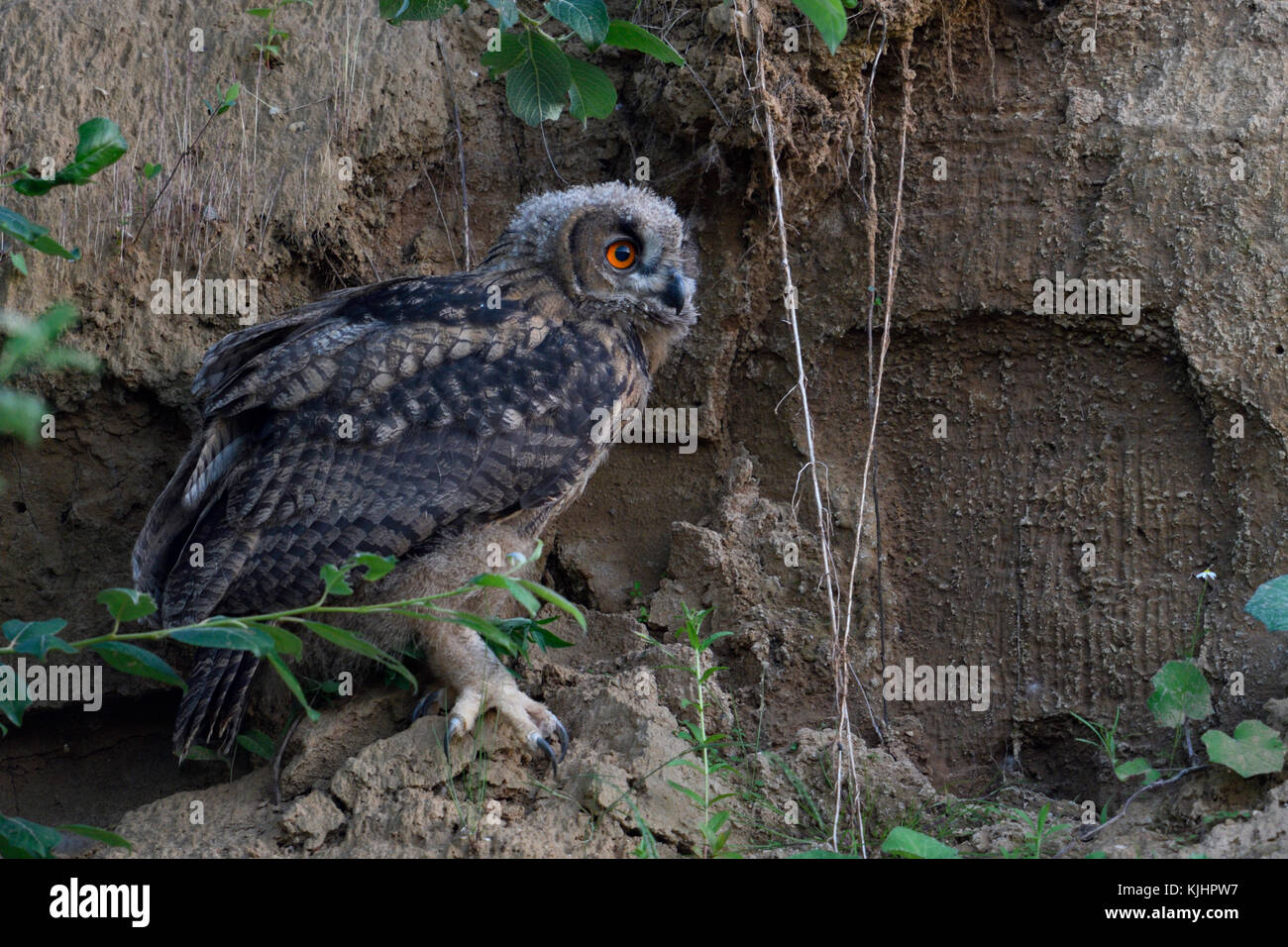 Grand owl Bubo bubo uhu ( / ), Poussin, est assis sous les buissons dans la paroi d'une carrière de sable au crépuscule, nuit, tard en soirée, la faune, l'Europe. Banque D'Images