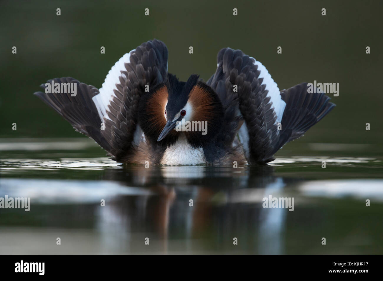 Grand Grebe dédrée ( Podiceps cristatus ) courting, montrant l'exposition de chat, la moitié ouvrant ses ailes pour attirer un compagnon, la plus belle exposition, l'Europe. Banque D'Images