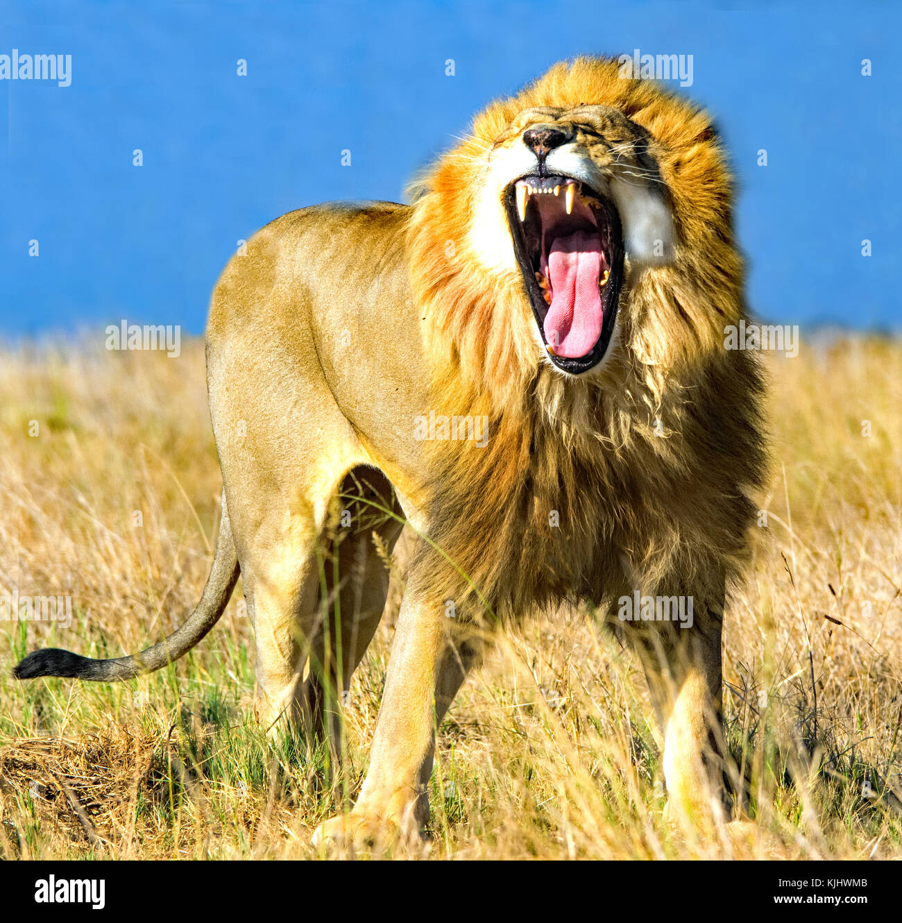 Lion rugissant, Mpumalanga, Afrique du Sud Banque D'Images