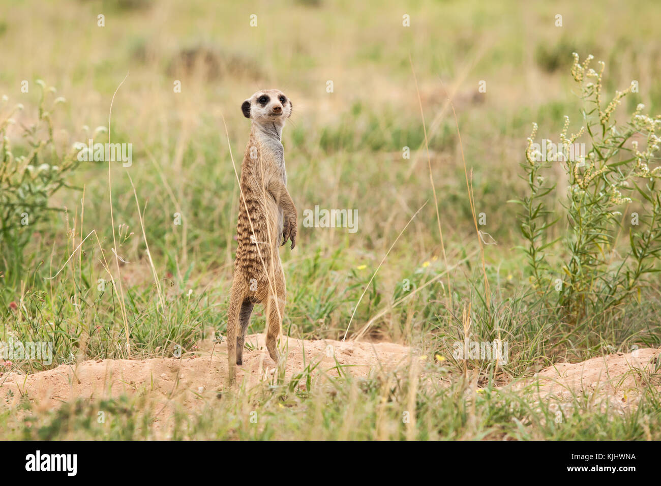 Meerkat (Suricata suricatta) debout sur ses pattes de maintien de la regarder, Afrique du Sud Banque D'Images