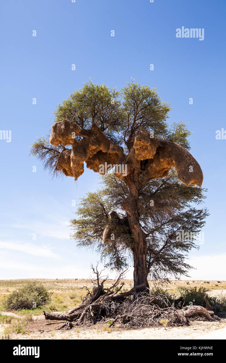 Sociable weaver nids dans un arbre, Afrique du Sud Banque D'Images