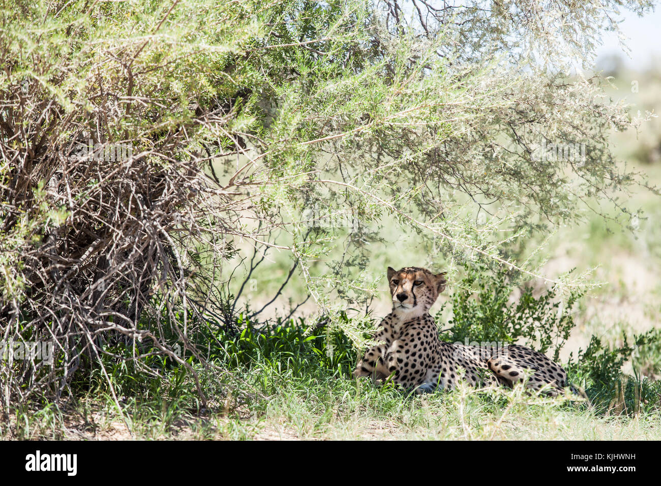 Cheetah cub couché dans l'ombre, Kgalagadi Transfrontier Park, Afrique du Sud Banque D'Images
