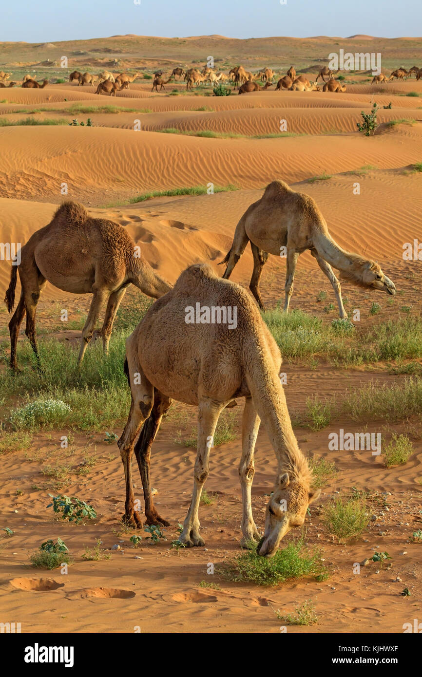 Des chameaux dans le désert, l'Arabie Saoudite Banque D'Images