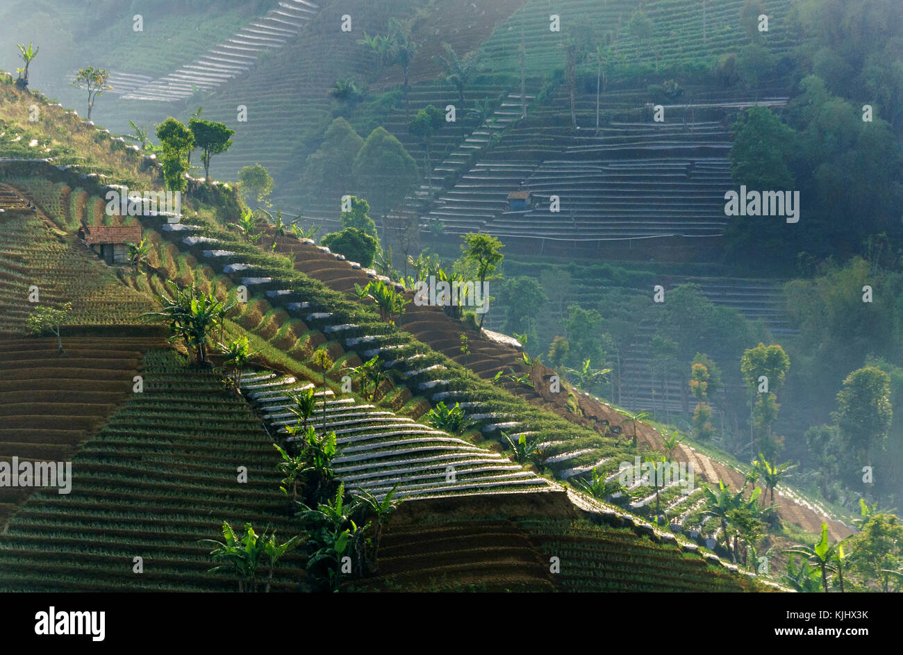 Les champs en terrasses, échalote Argapura, Majalengka, Java ouest, Indonésie Banque D'Images