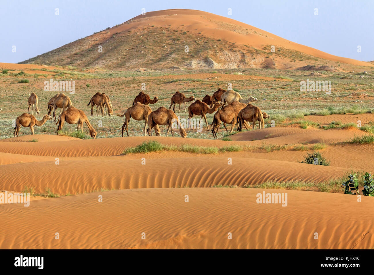 Troupeau de chameaux dans le désert, l'Arabie Saoudite Banque D'Images