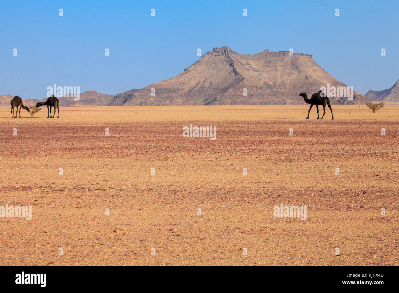 Trois chameaux dans le désert, l'Arabie Saoudite Banque D'Images