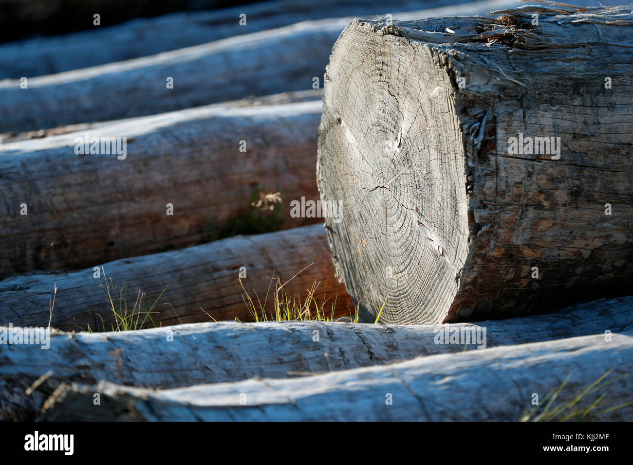 Section transversale du tronc de l'arbre. La France. Banque D'Images