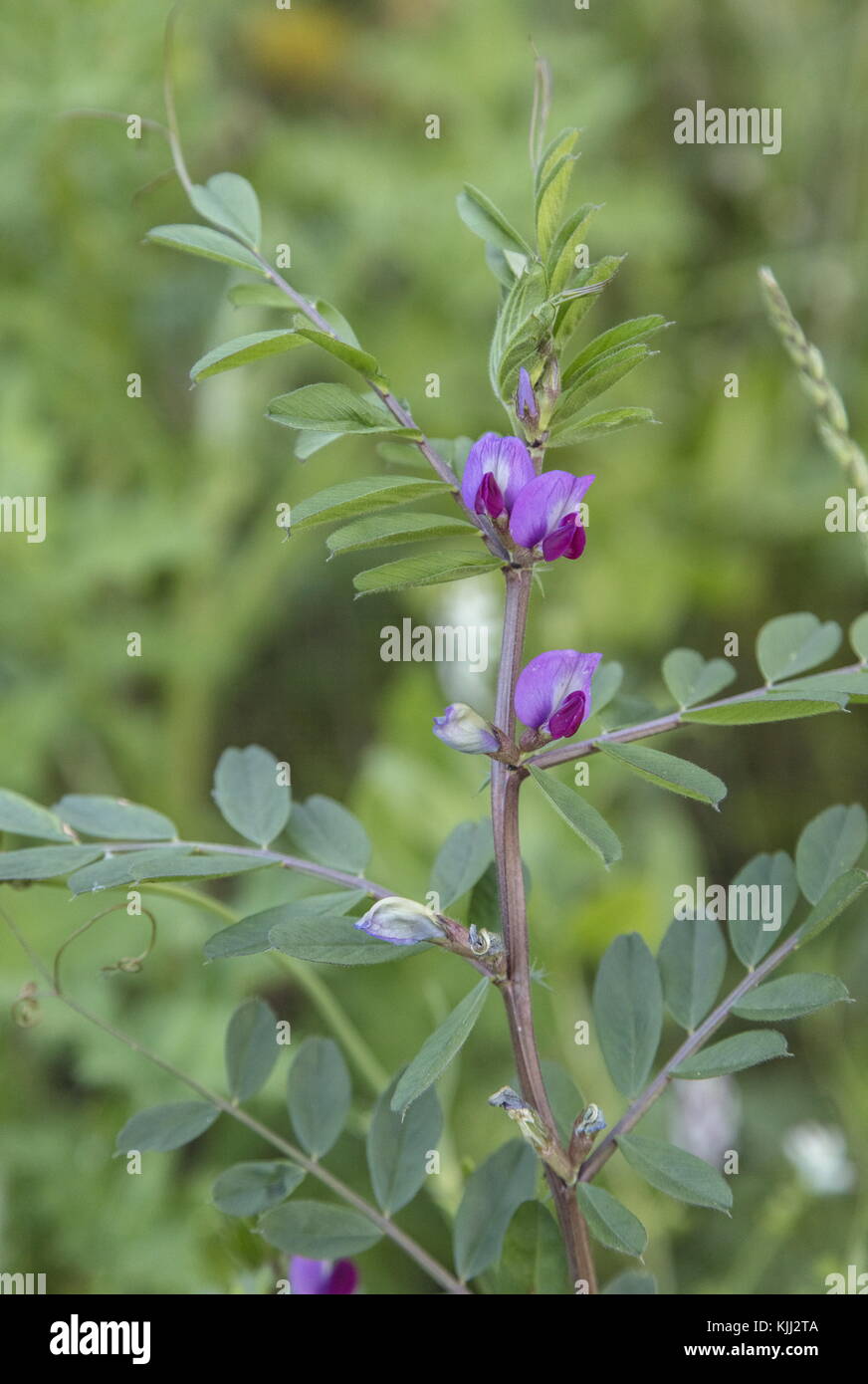 Vesce commune, Vicia sativa ssp. sativa, en fleur. Banque D'Images