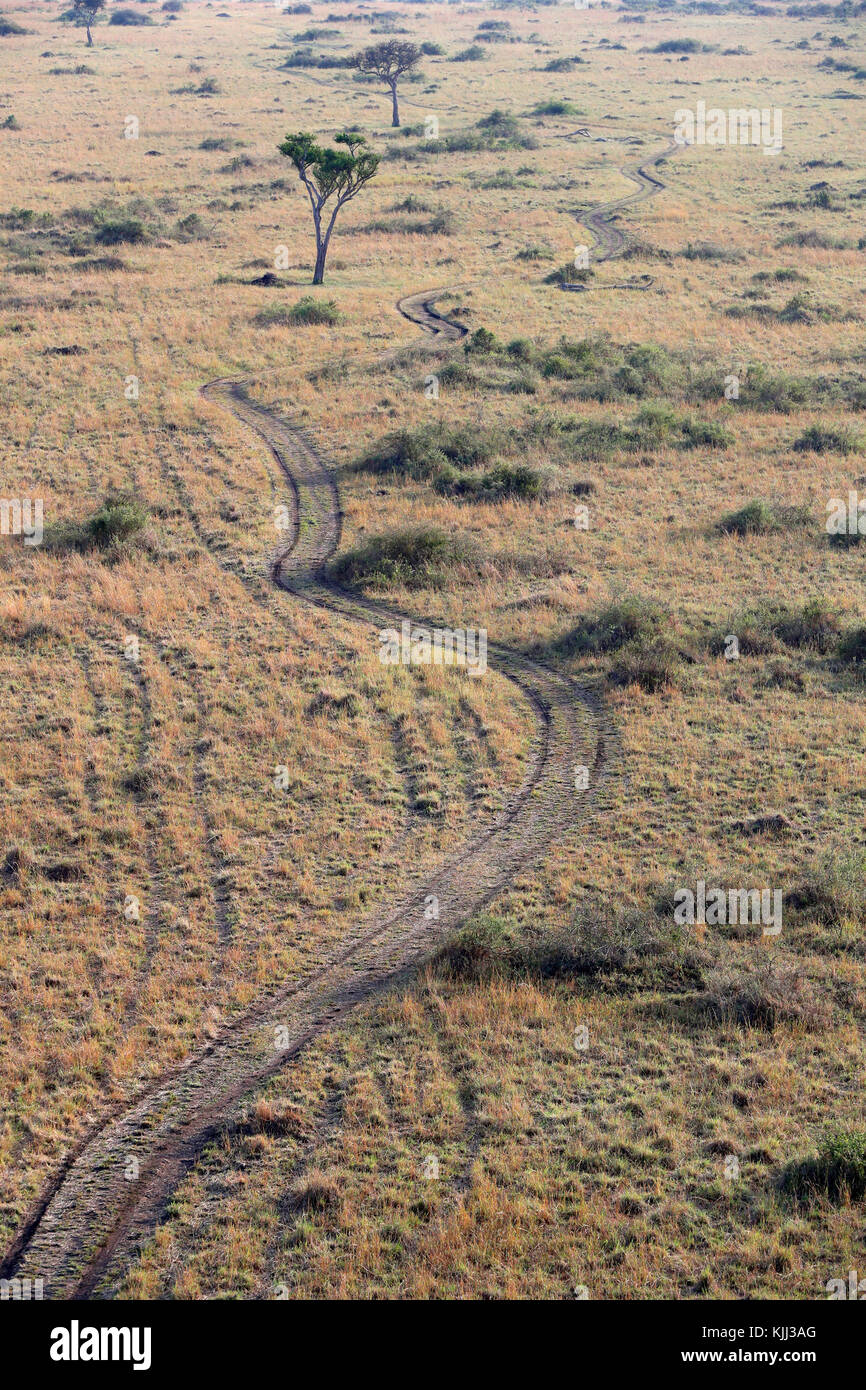 Chemin de terre et acacias, vue aérienne. Le Masai Mara. Au Kenya. Banque D'Images