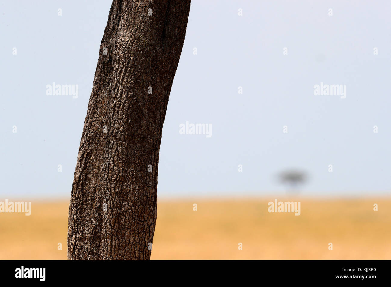 Arbre dans la brousse. Le Masai Mara. Au Kenya. Banque D'Images