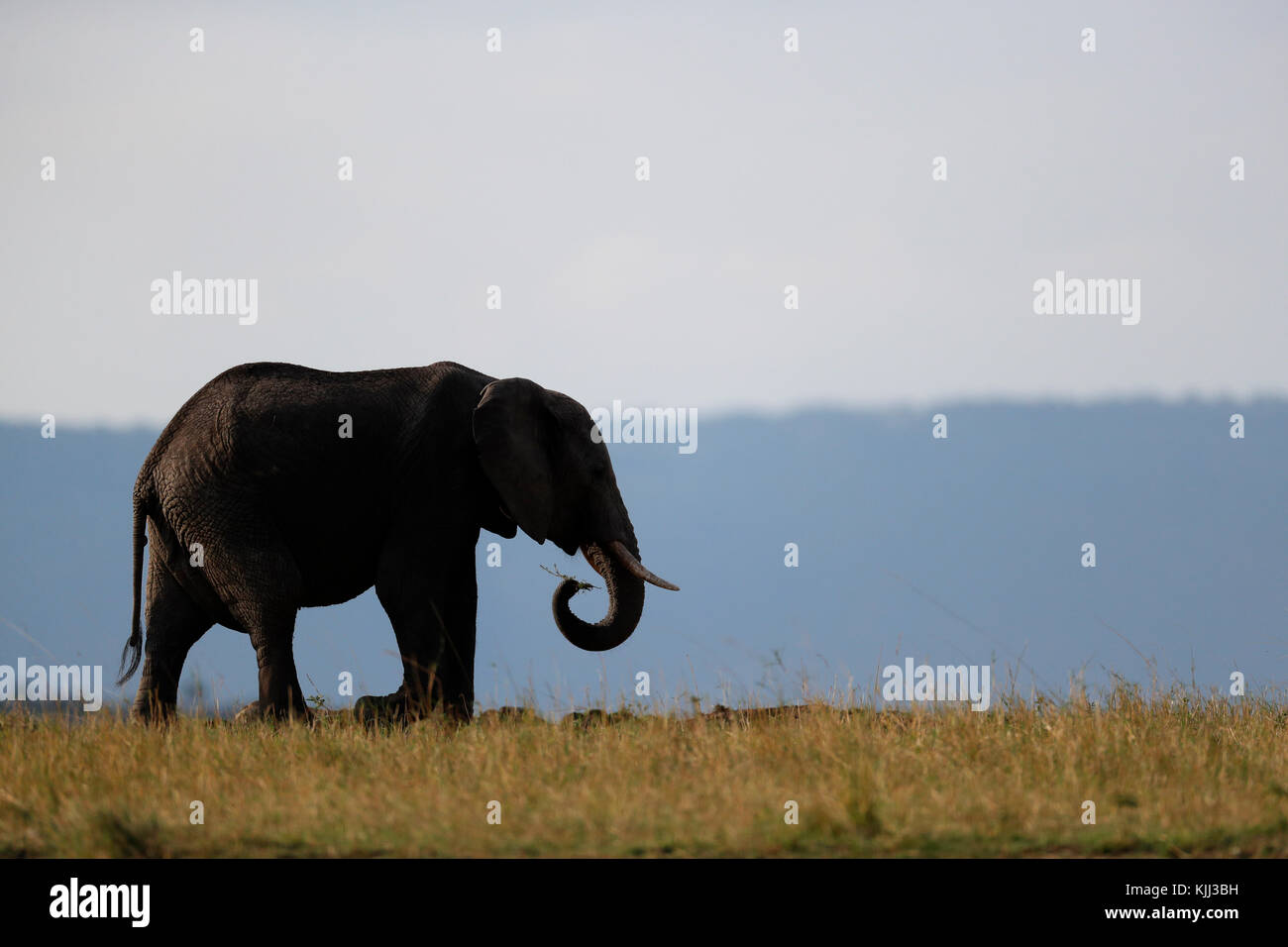 L'éléphant africain (Loxodonta africana). Silhouette. Le Masai Mara. Au Kenya. Banque D'Images