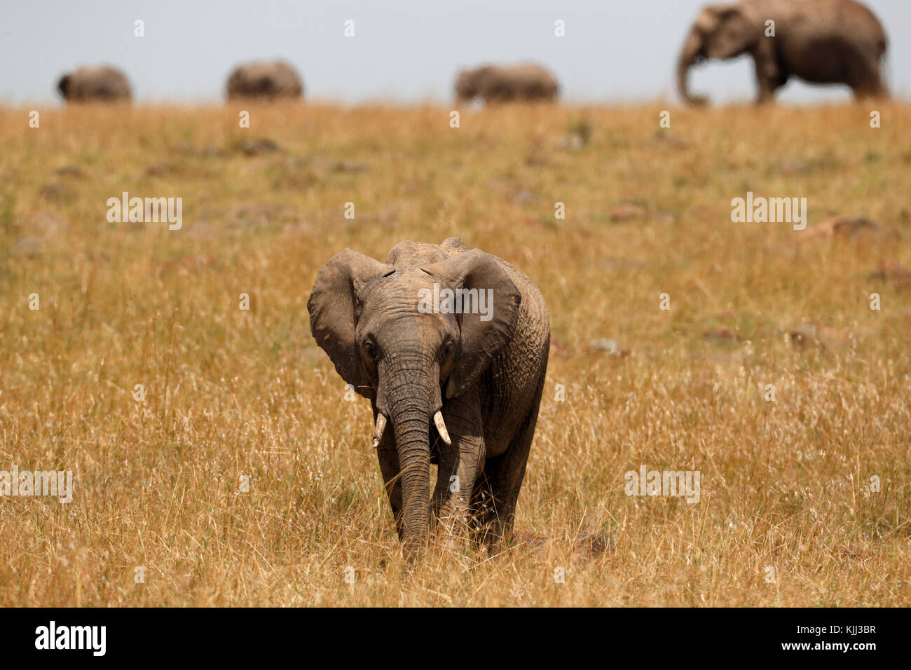 Groupe d'éléphants d'Afrique (Loxodonta africana) dans le champ de la savane. Le Masai Mara. Au Kenya. Banque D'Images