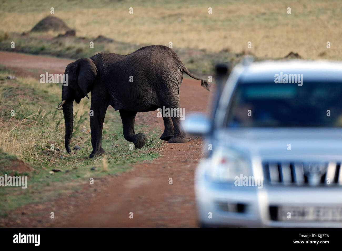 Véhicule de Safari par l'éléphant (Loxodonta africana). Le Masai Mara. Au Kenya. Banque D'Images