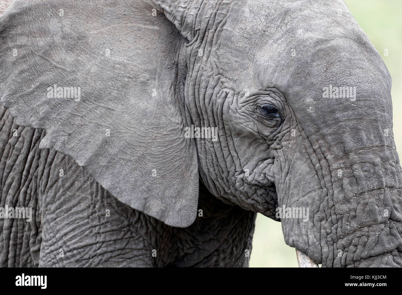 L'éléphant africain (Loxodonta africana). Le Masai Mara. Au Kenya. Banque D'Images