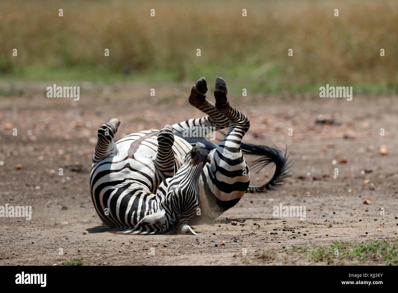 Zèbre (Equus burchelli) dépoussiérer son dos. Le Masai Mara. Au Kenya. Banque D'Images