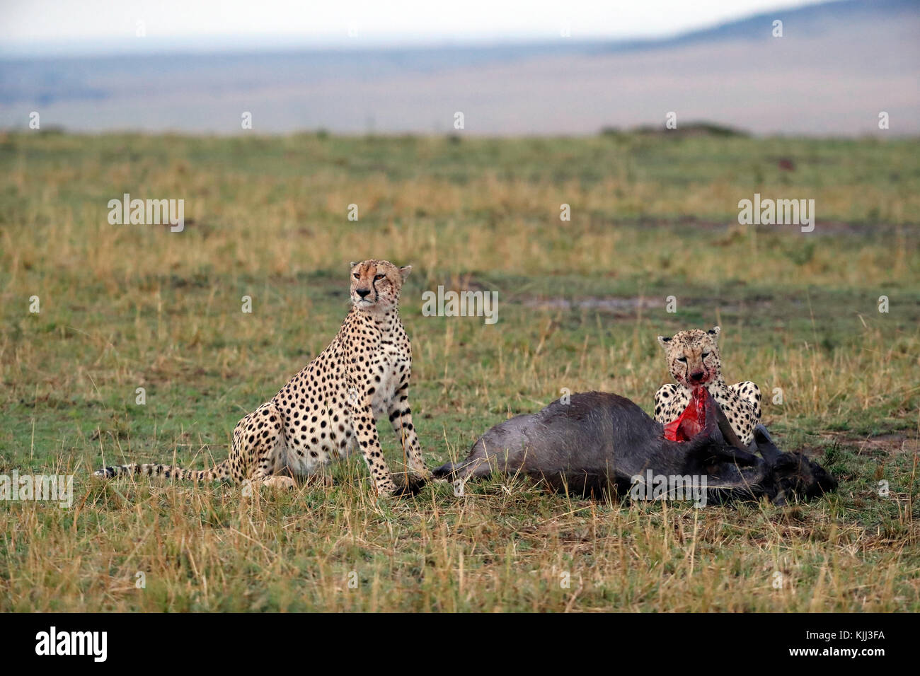 Les guépards (Acinonyx jubatus ) festoyer sur tuer sanglant. Le Masai Mara. Au Kenya. Banque D'Images