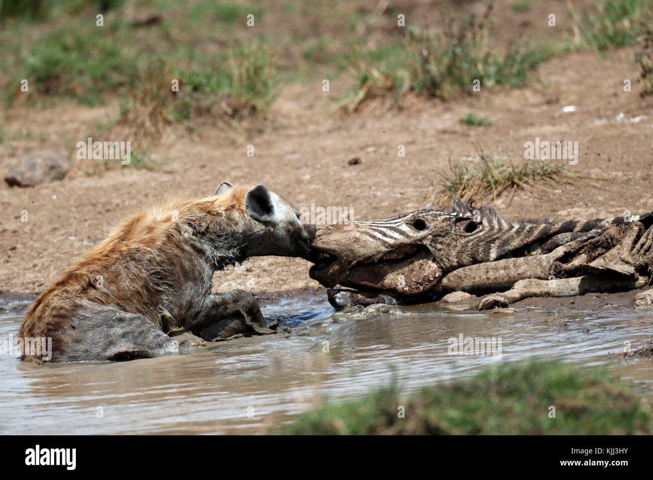 L'hyène tachetée se nourrissant d'une carcasse d'un zèbre. Le Masai Mara. Au Kenya. Banque D'Images