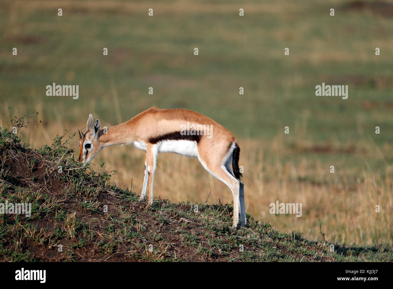 Springbock (Antidorcas marsupialis). Le Masai Mara. Au Kenya. Banque D'Images