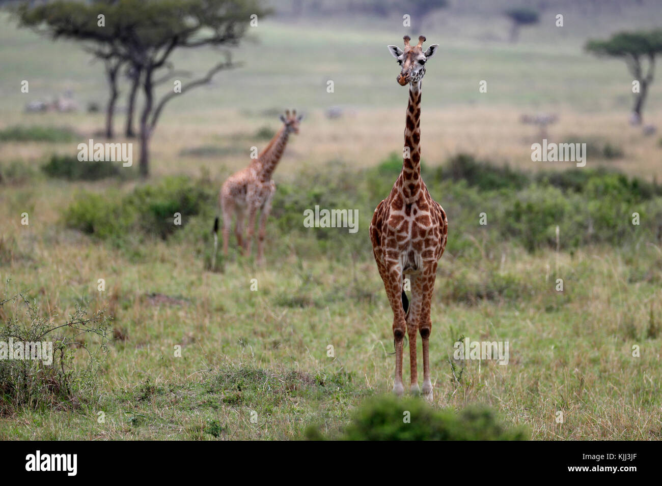 Girafe (Giraffa camelopardalis) dans la savane. Le Masai Mara. Au Kenya. Banque D'Images