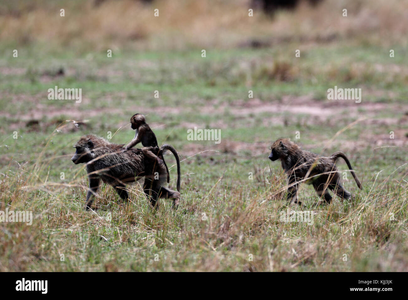 Un babouin jaune (Papio cynocephalus) mère portant son bébé. Le Masai Mara. Au Kenya. Banque D'Images