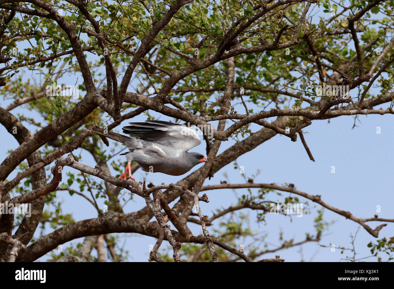 Le Masai Mara. Au Kenya. Le chant sombre - Melierax metabates Autour des palombes. Banque D'Images