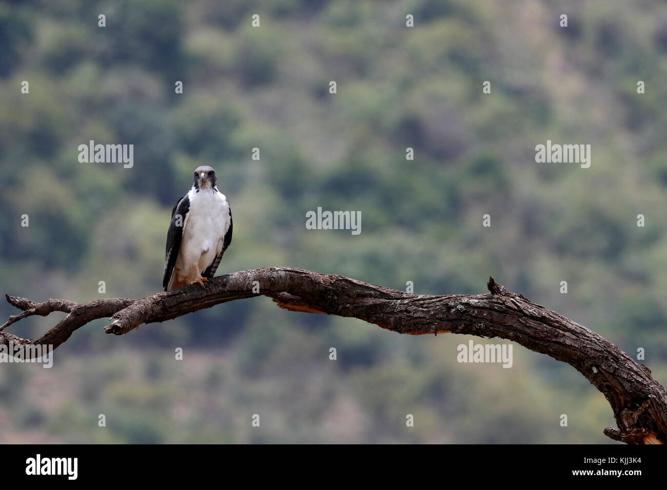 Le Masai Mara. Au Kenya. Faucon pèlerin - Falco peregrinus. Banque D'Images