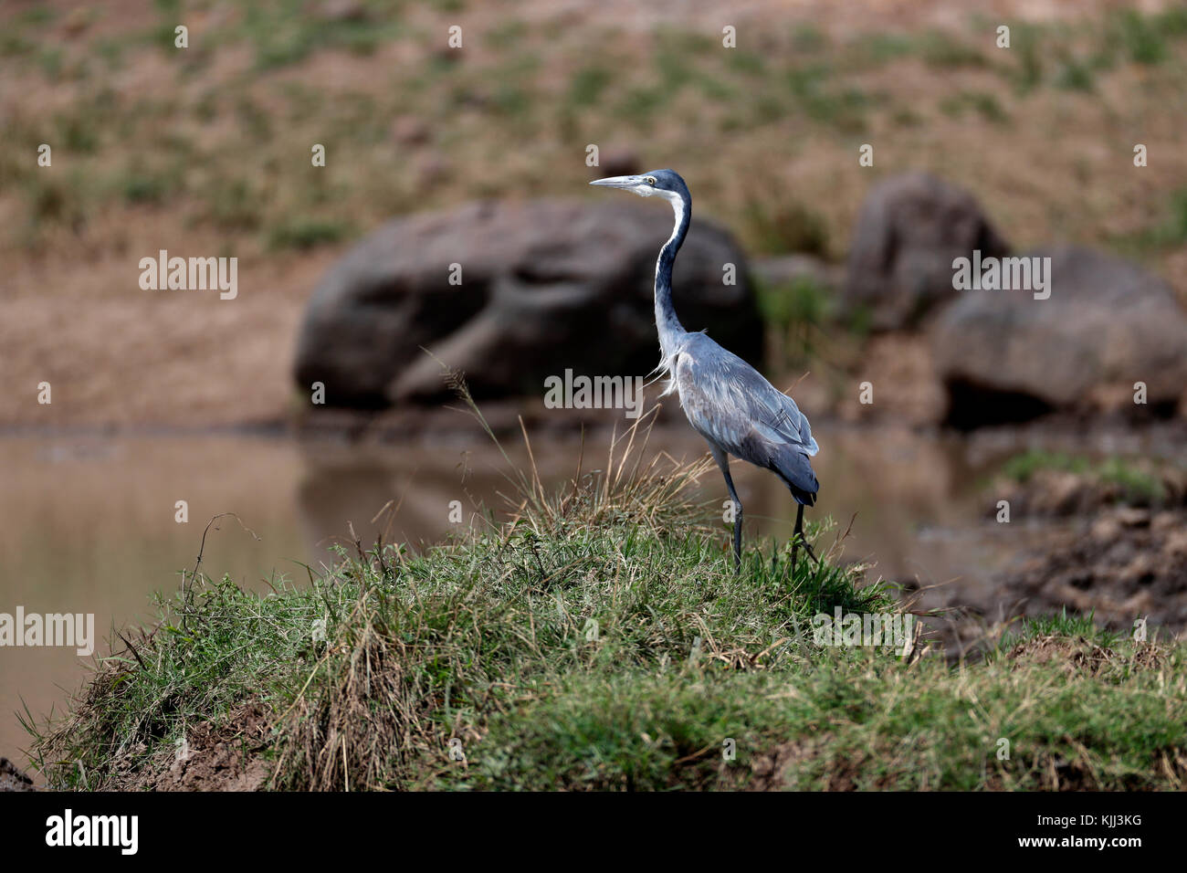 Un héron à tête noire (Ardea melanocephala). Le Masai Mara. Au Kenya. Banque D'Images