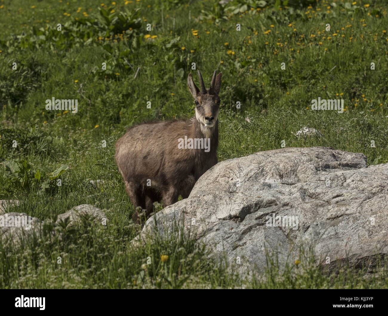 Chamois, Rupicapra rupicapra, à lécher le sel dans les Alpes Maritimes, France. Banque D'Images