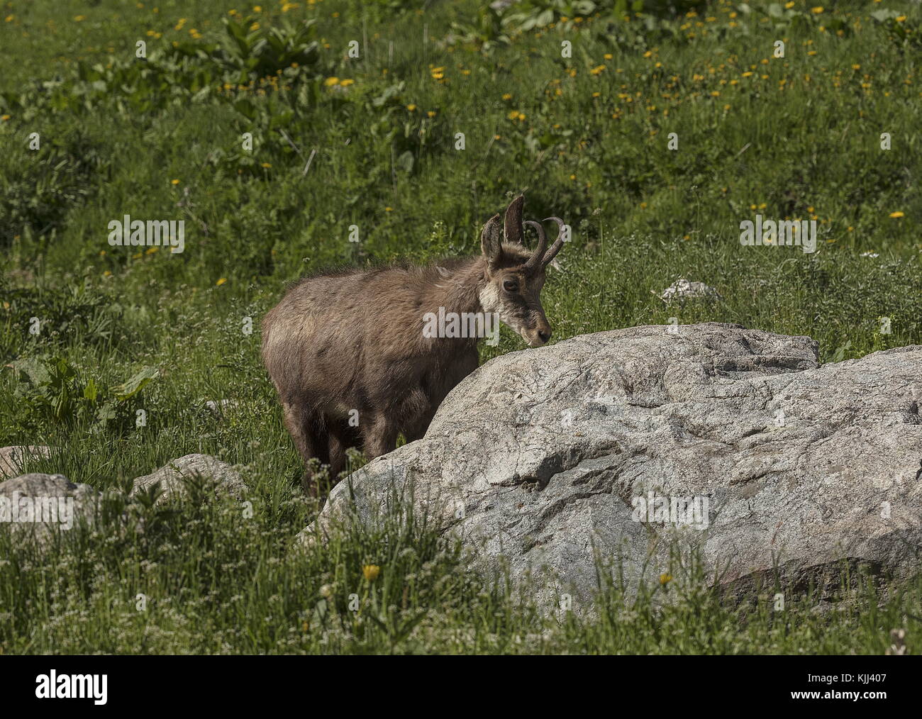 Chamois, Rupicapra rupicapra, à lécher le sel dans les Alpes Maritimes, France. Banque D'Images