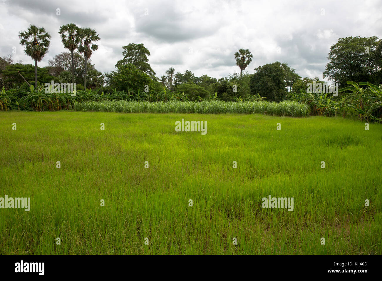 Champ de riz. Battambang. Le Cambodge. Banque D'Images