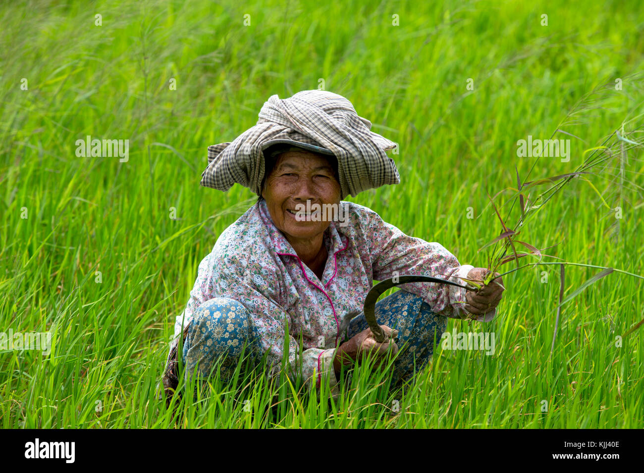 Femme khmère travaillant dans un champ de riz. Le Cambodge. Banque D'Images