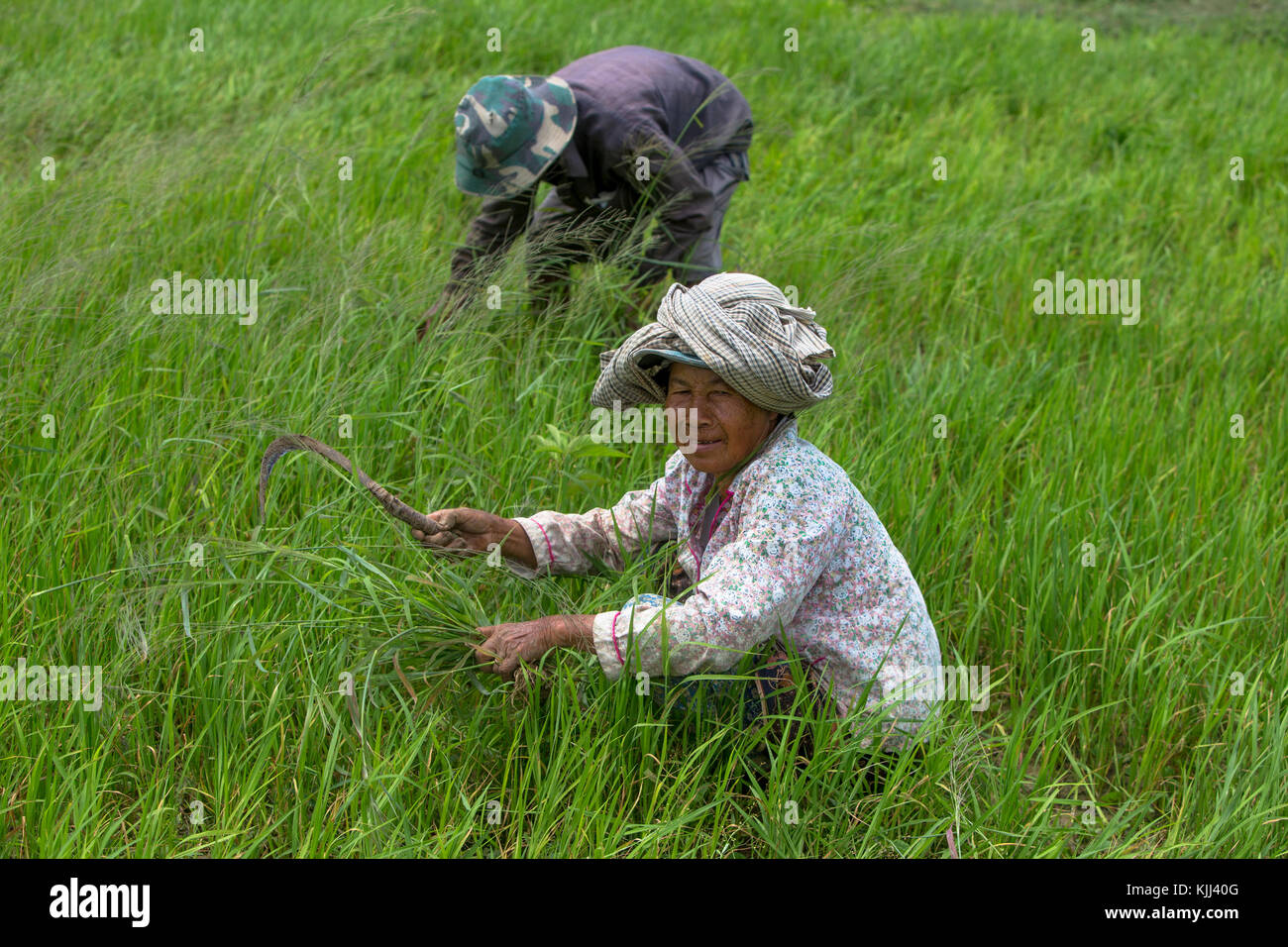 Les paysans khmers travaillant dans un champ de riz. Le Cambodge. Banque D'Images