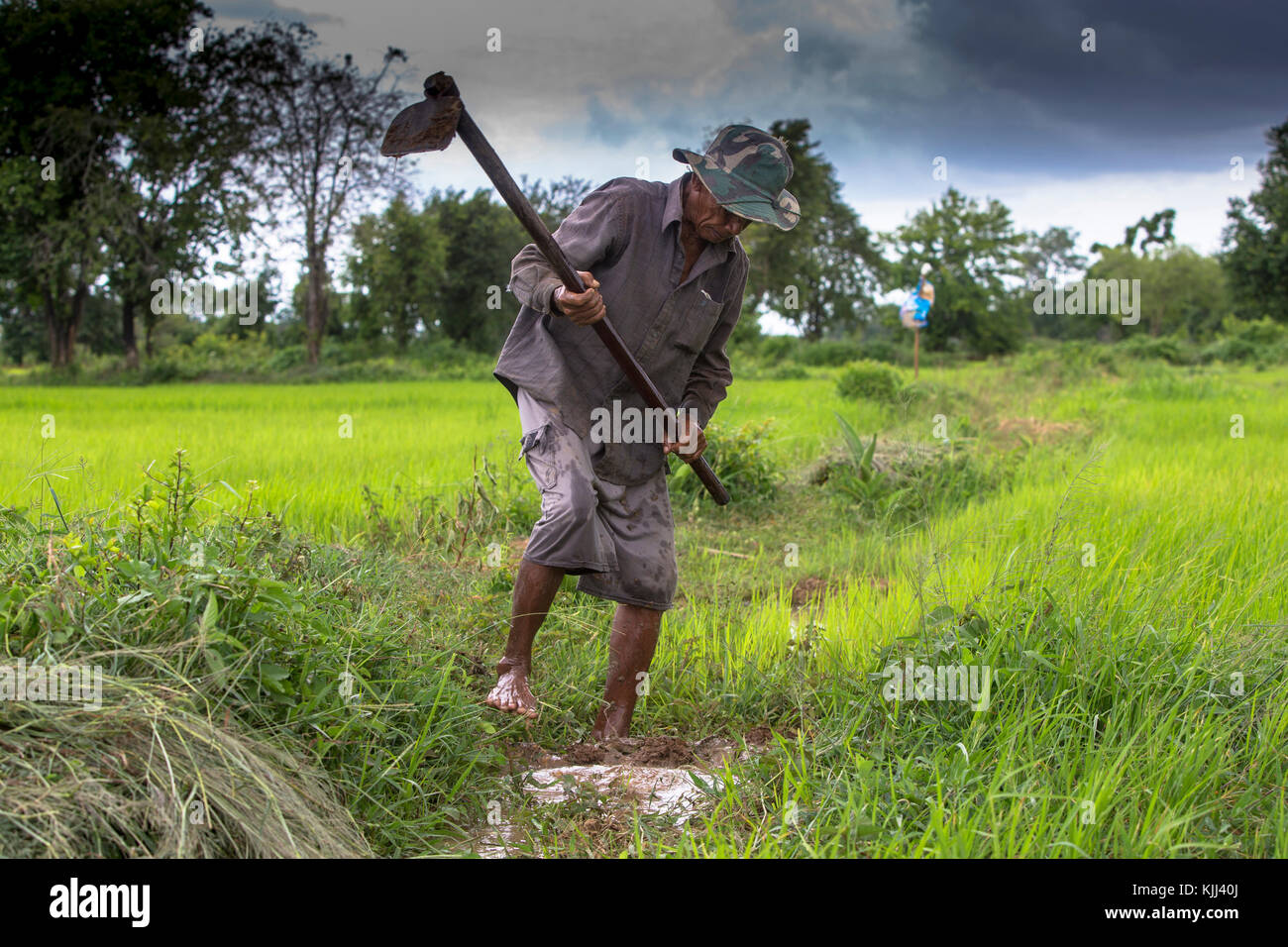 Agriculteur Khmer travaillant dans un champ de riz. Le Cambodge. Banque D'Images