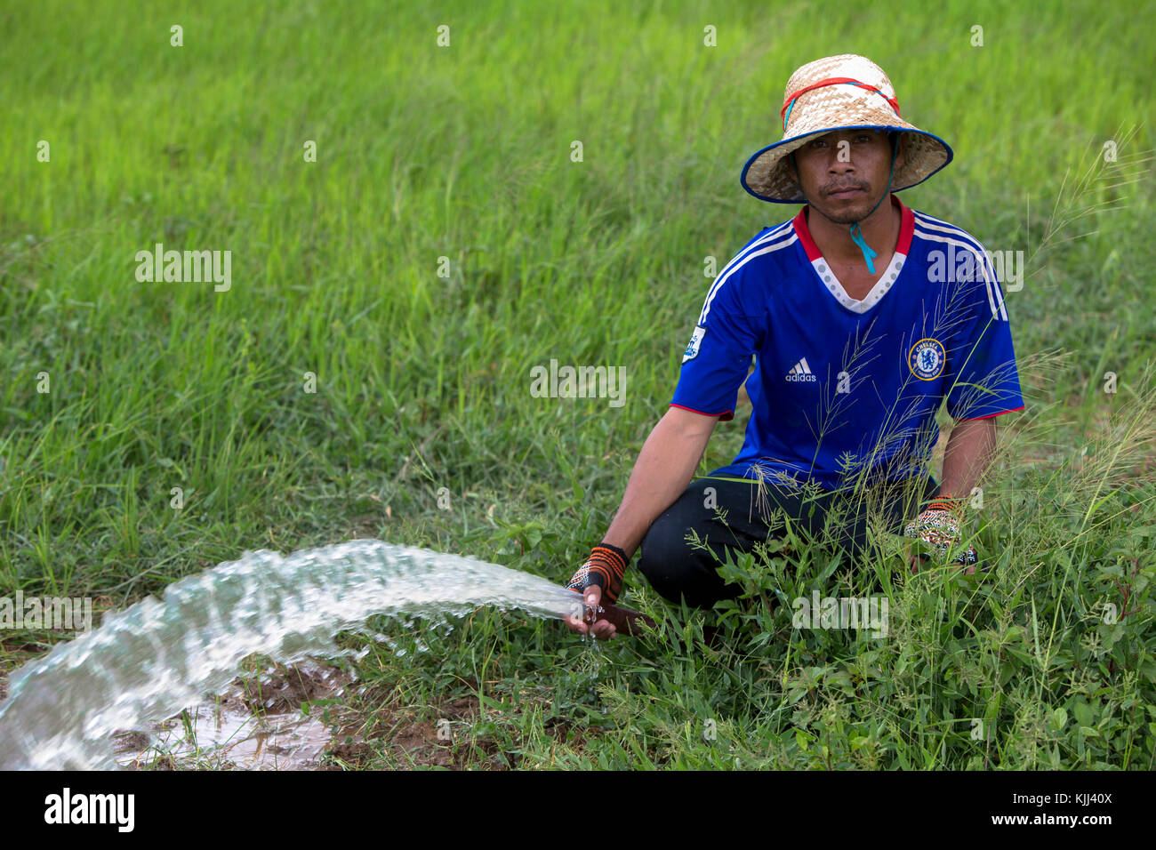 Farmer watering khmer un champ de riz. Le Cambodge. Banque D'Images