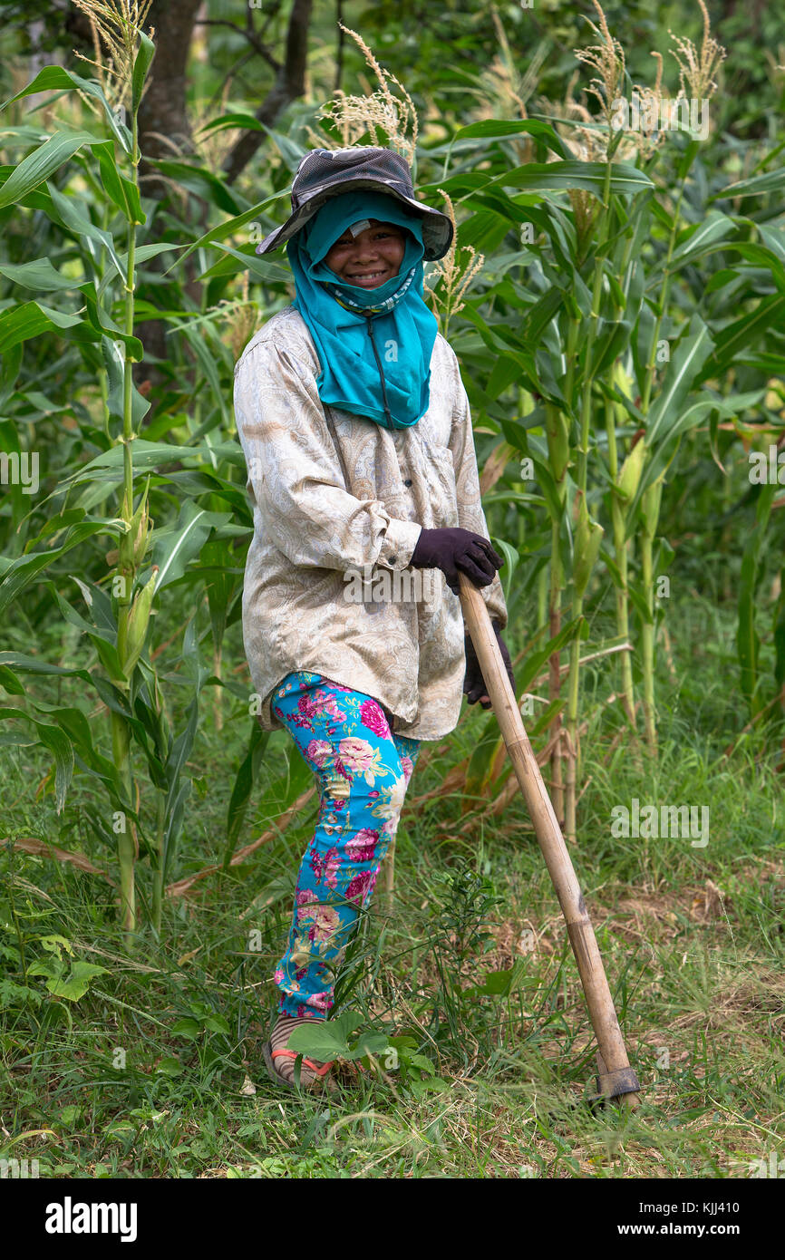 Agriculteur Khmer travaillant dans un champ de maïs. Le Cambodge. Banque D'Images