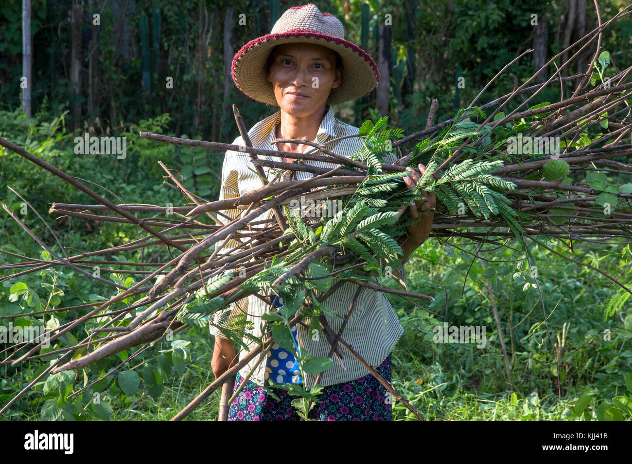Femme khmère transportant du bois. Battambang. Le Cambodge. Banque D'Images