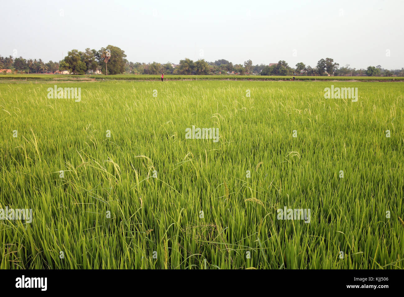 Champ de riz vert. Thay Ninh. Le Vietnam. Banque D'Images