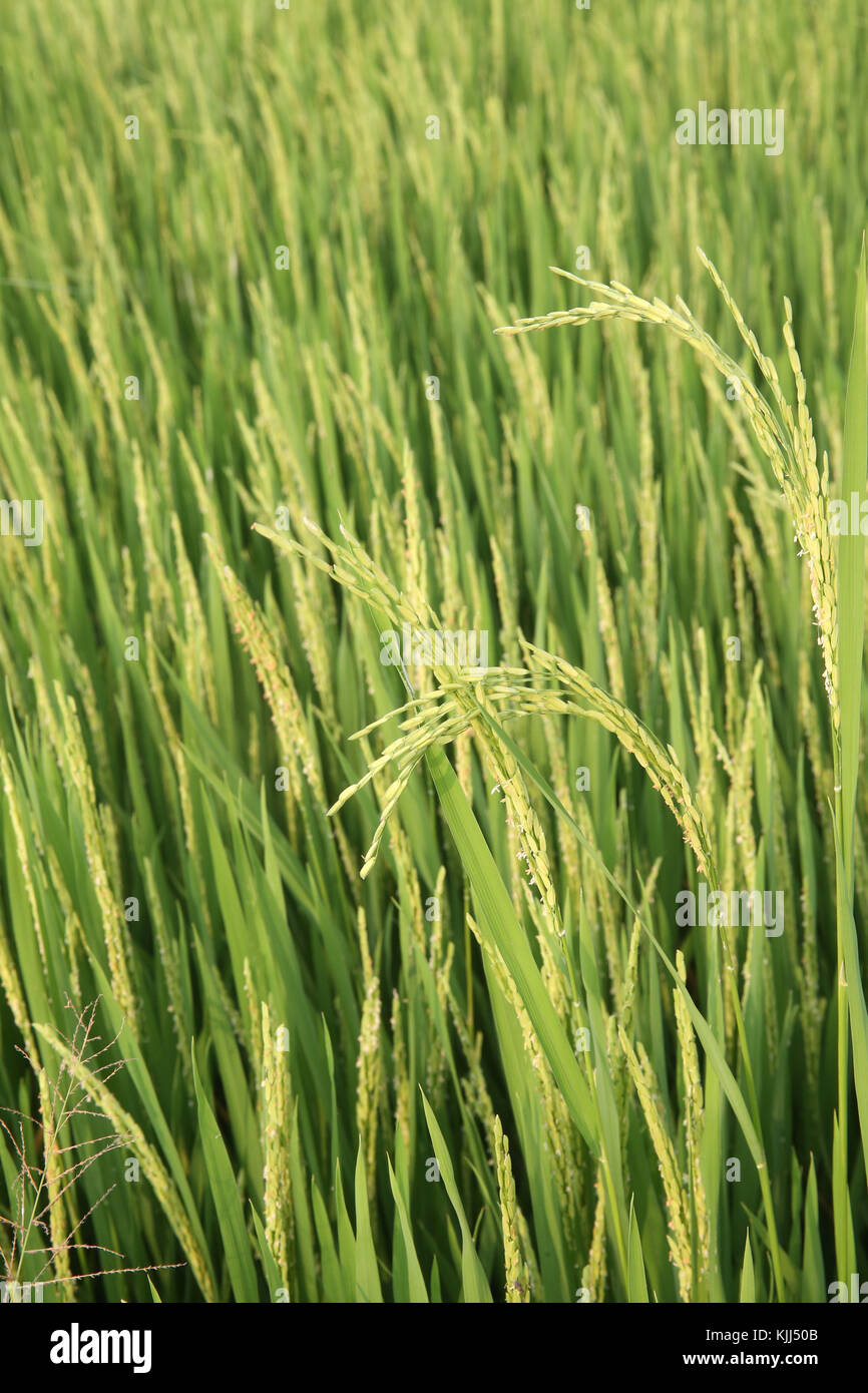 Champ de riz vert. Thay Ninh. Le Vietnam. Banque D'Images