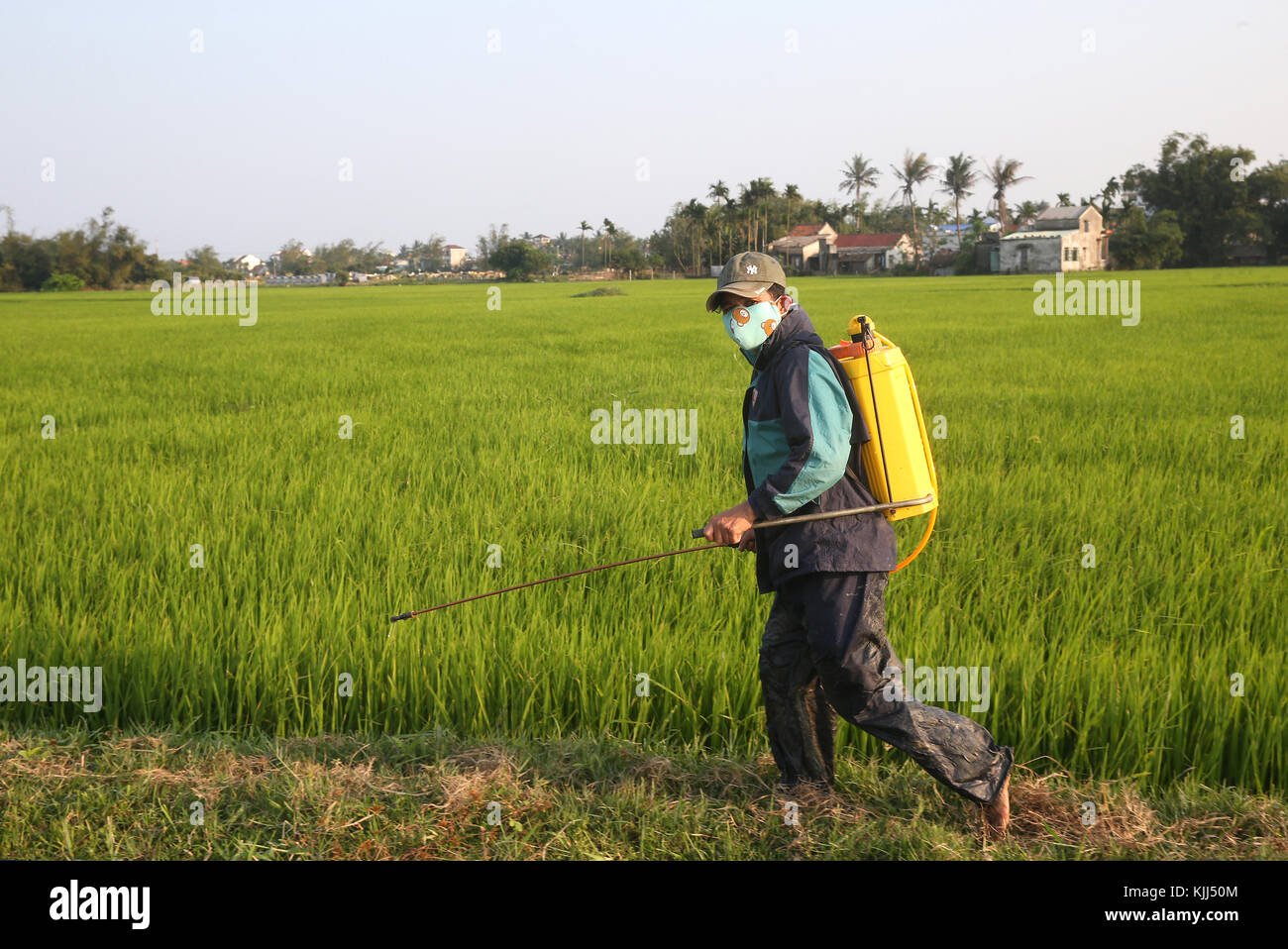 Les agriculteurs vietnamiens au travail dans son champ de riz. La pulvérisation de pesticide. Hoi An. Le Vietnam. Banque D'Images