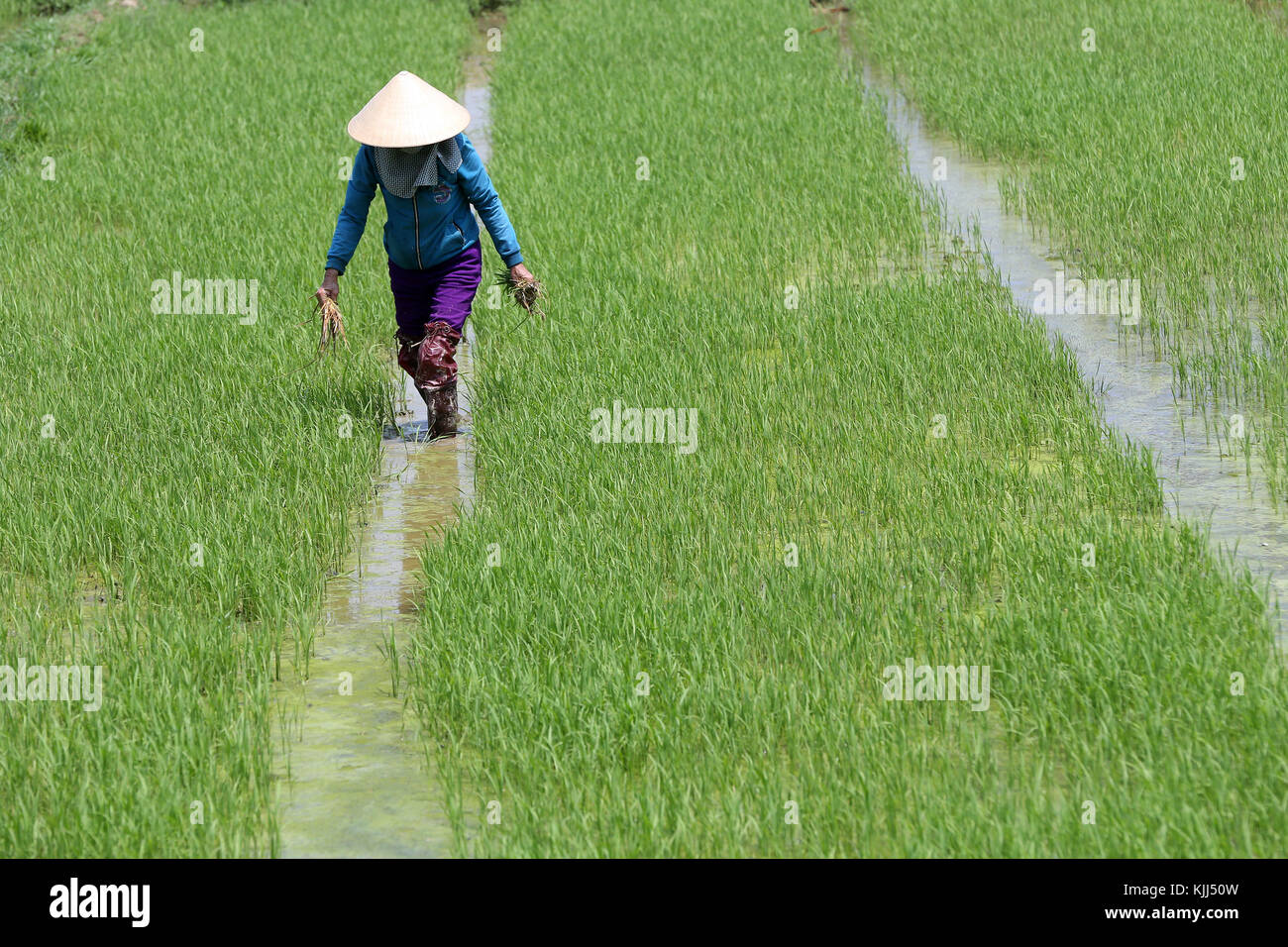 Agriculteur vietnamien travaillant dans son champ de riz. Hoi An. Le Vietnam. Banque D'Images