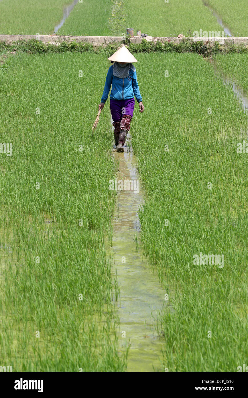 Agriculteur vietnamien travaillant dans son champ de riz. Hoi An. Le Vietnam. Banque D'Images